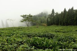 tea garden2